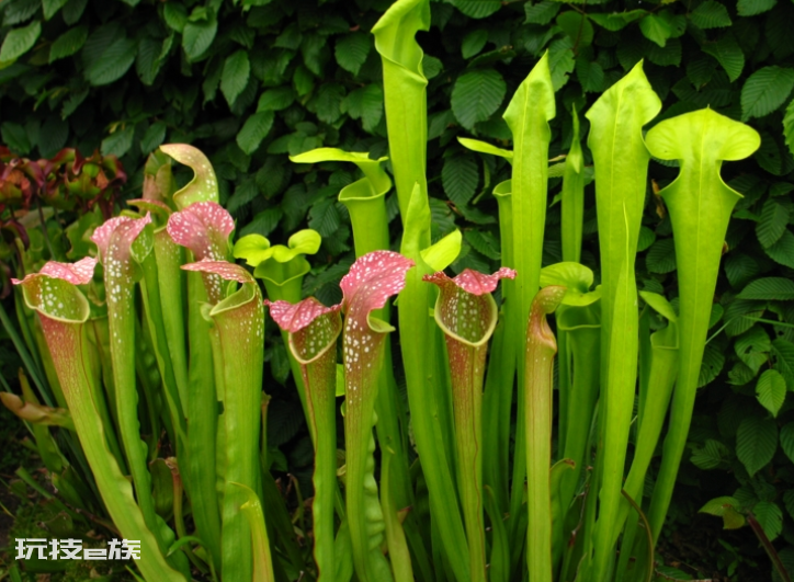 吃蚊子的植物叫什么名字(3种食虫植物的吃蚊虫本领强)-图片6